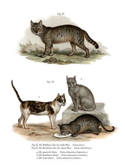 Wildcat by German School